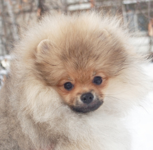 Additional photos: Knitting young male Pomeranian Spitz