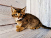 Photo №1. chausie - for sale in the city of Москва | 1093$ | Announcement № 9494