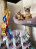 Additional photos: Abyssinian kittens