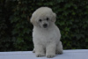 Photo №1. poodle (toy) - for sale in the city of Belgrade | negotiated | Announcement № 114040