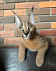 Photo №2 to announcement № 99627 for the sale of savannah cat - buy in Guadeloupe private announcement, from nursery, from the shelter, breeder