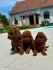 Photo №4. I will sell poodle (toy) in the city of Werbass.  - price - 1321$