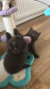 Photo №2 to announcement № 89643 for the sale of british shorthair - buy in United States private announcement, from nursery