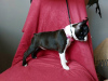 Photo №4. I will sell boston terrier in the city of Surčin. breeder - price - negotiated