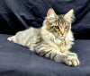 Photo №2 to announcement № 127682 for the sale of maine coon - buy in Belgium private announcement, breeder