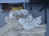 Photo №3. White Swiss Shepherd puppies for sale. Poland