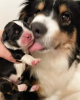 Additional photos: Miniature American Shepherd (Mini Aussie) puppies for sale