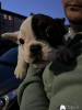 Additional photos: adorable french bulldog puppies for sale