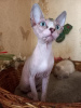Photo №4. I will sell sphynx-katze in the city of White church. from nursery - price - 0$
