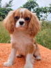 Photo №1. cavalier king charles spaniel - for sale in the city of Berlin | 1000$ | Announcement № 105945