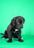 Additional photos: Cane Corso puppies for sale