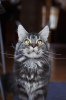 Photo №1. maine coon - for sale in the city of Jūrmala | negotiated | Announcement № 30290