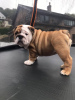 Additional photos: Vaccinated home trained English bulldog puppies for sale