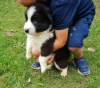 Photo №3. lovely Border Collie puppies. United States