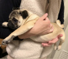 Photo №1. pug - for sale in the city of Santa Cruz de la Sierra | Is free | Announcement № 118928