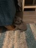 Photo №3. Tested British shorthair kittens available now for new homes. Germany