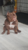 Photo №2 to announcement № 123753 for the sale of american bully - buy in Latvia breeder