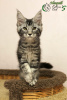 Photo №4. I will sell maine coon in the city of St. Petersburg. private announcement, from nursery, breeder - price - 745$