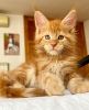 Photo №1. maine coon - for sale in the city of Berlin | 317$ | Announcement № 103712