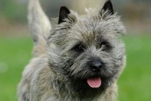 Photo №2 to announcement № 1010 for the sale of cairn terrier - buy in France breeder