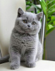 Photo №2 to announcement № 120693 for the sale of british shorthair - buy in Belgium private announcement, breeder