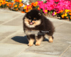 Additional photos: Beautiful Pomeranian Spitz puppy