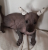 Photo №4. I will sell mexican hairless dog in the city of Cherkasy. breeder - price - 500$