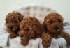 Photo №1. poodle (toy) - for sale in the city of Zrenjanin | negotiated | Announcement № 112081