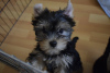 Photo №1. yorkshire terrier - for sale in the city of Анталья | negotiated | Announcement № 37622