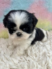 Photo №2 to announcement № 99263 for the sale of shih tzu - buy in United States private announcement