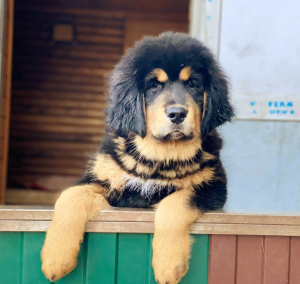 Photo №3. Tibetan mastiff puppies. Russian Federation