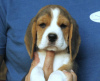 Additional photos: Beautiful tricolor beagle puppies.