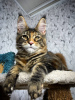 Photo №1. maine coon - for sale in the city of Linz | 423$ | Announcement № 97951