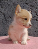 Photo №2 to announcement № 120005 for the sale of welsh corgi - buy in Serbia breeder