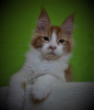 Photo №1. maine coon - for sale in the city of Sevastopol | 320$ | Announcement № 7818
