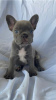 Photo №2 to announcement № 113067 for the sale of french bulldog - buy in Germany 