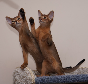 Photo №1. abyssinian cat - for sale in the city of Minsk | 450$ | Announcement № 5028