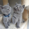 Photo №1. british shorthair - for sale in the city of Кеми | 423$ | Announcement № 84178