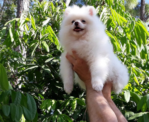 Photo №2 to announcement № 6401 for the sale of pomeranian - buy in Switzerland private announcement, from nursery, from the shelter, breeder