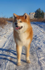 Photo №1. akita - for sale in the city of Ulm | negotiated | Announcement № 96221