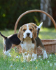 Photo №2 to announcement № 123788 for the sale of beagle - buy in Germany private announcement