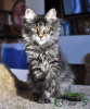 Photo №1. maine coon - for sale in the city of St. Petersburg | 743$ | Announcement № 9436