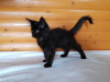 Additional photos: Black Maine Coon, a gorgeous kitten with an interesting personality