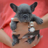 Photo №1. french bulldog - for sale in the city of Brno | negotiated | Announcement № 92924