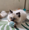 Photo №1. ragdoll - for sale in the city of Варена | negotiated | Announcement № 53575