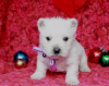 Photo №1. west highland white terrier - for sale in the city of Prague | Is free | Announcement № 124130