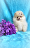 Photo №3. Pomeranian Spitz, puppies.. Belarus