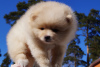 Photo №4. I will sell pomeranian in the city of Москва. breeder - price - 456$