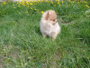 Photo №3. Pomeranian. Czech Republic