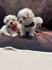 Photo №2 to announcement № 123472 for the sale of maltese dog - buy in Finland private announcement, breeder